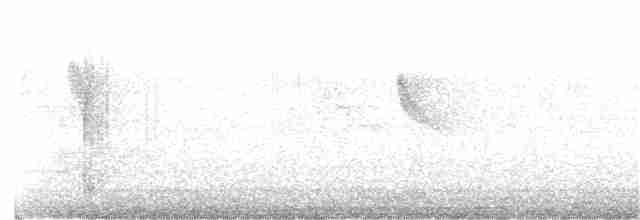 Black-naped Oriole - ML65040271