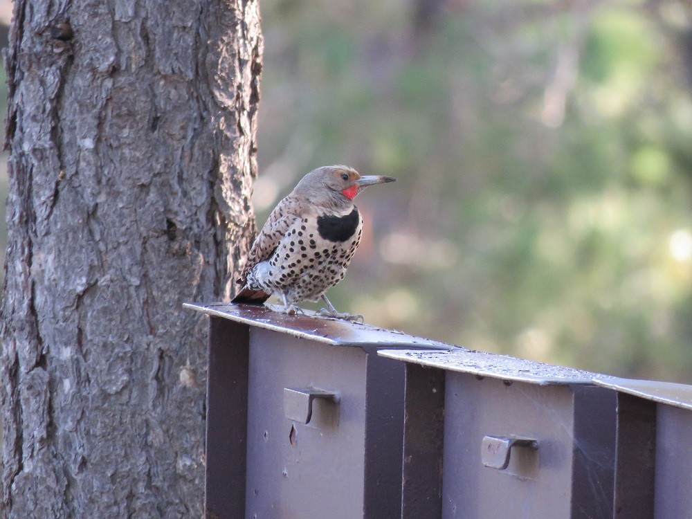 Northern Flicker (Red-shafted) - ML65041291
