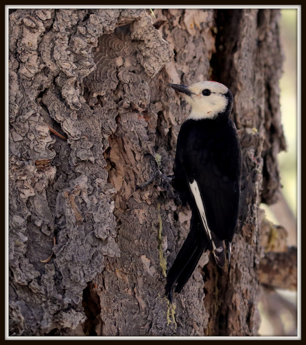 White-headed Woodpecker - Albert Linkowski