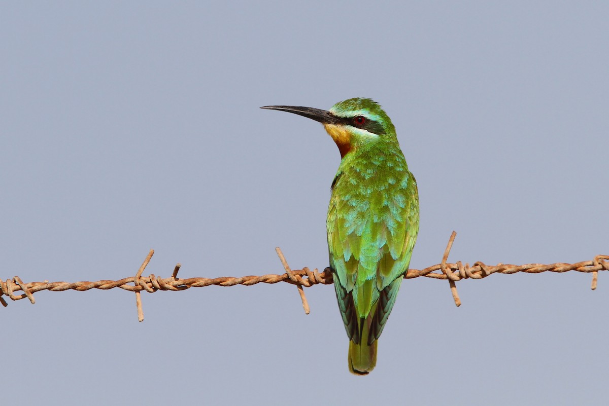 Blue-cheeked Bee-eater - ML65045011