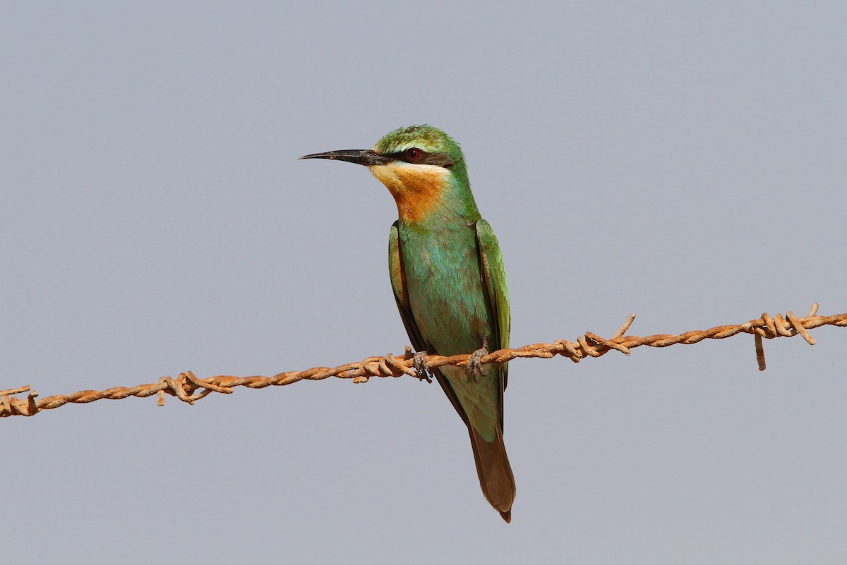 Blue-cheeked Bee-eater - Christoph Moning