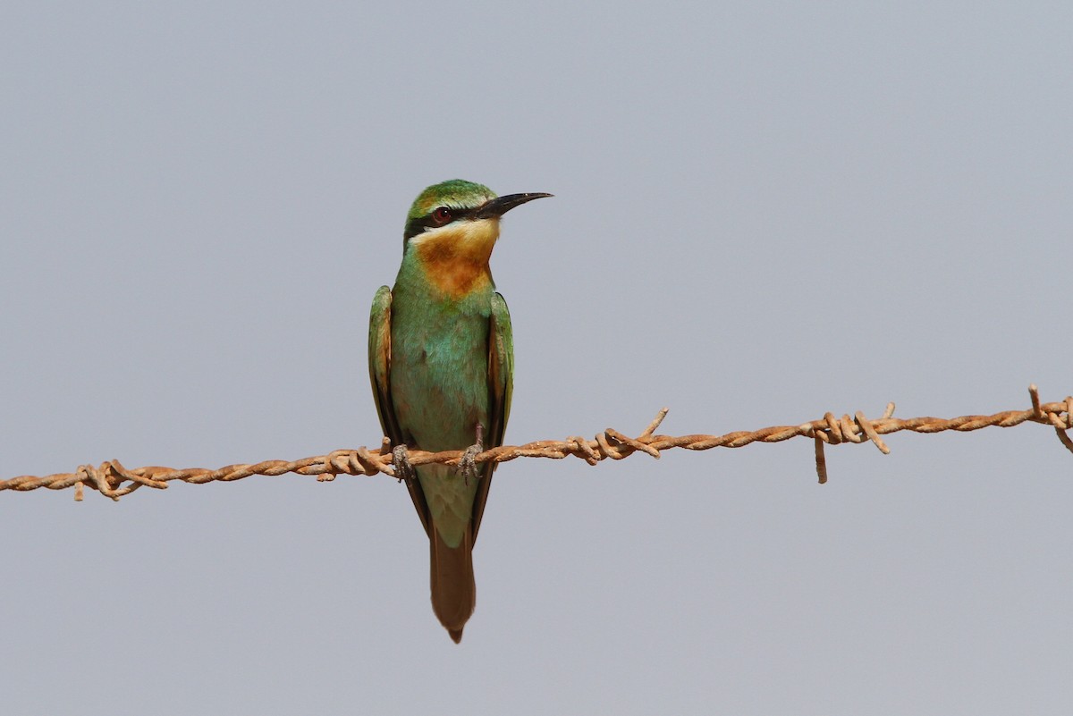 Blue-cheeked Bee-eater - ML65045041