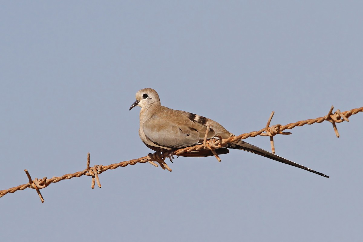 Namaqua Dove - ML65045991