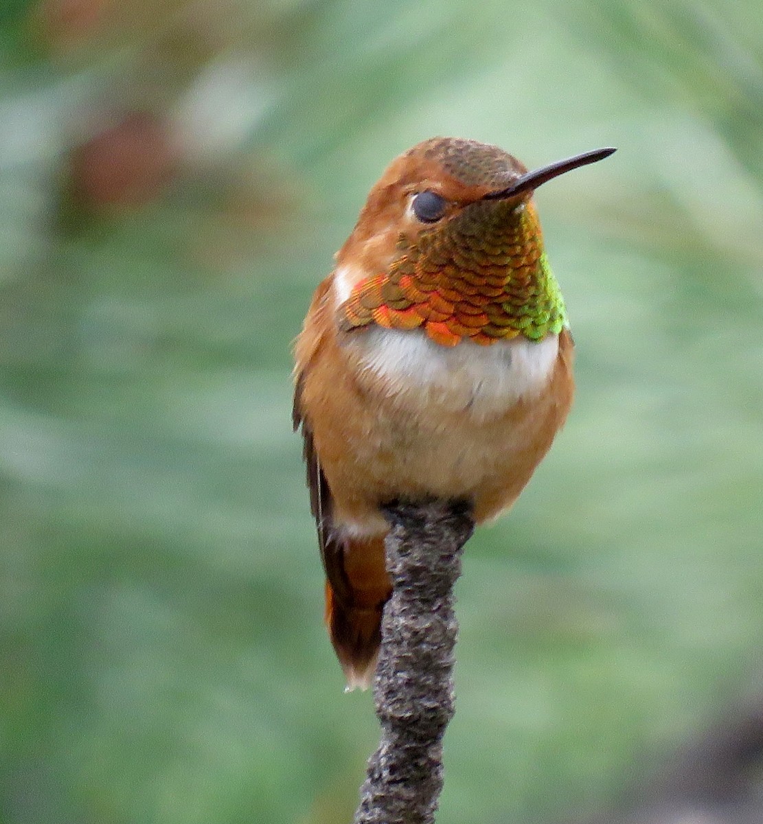 Rufous Hummingbird - Gregg Friesen