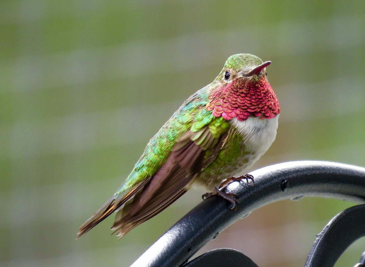 Broad-tailed Hummingbird - Gregg Friesen