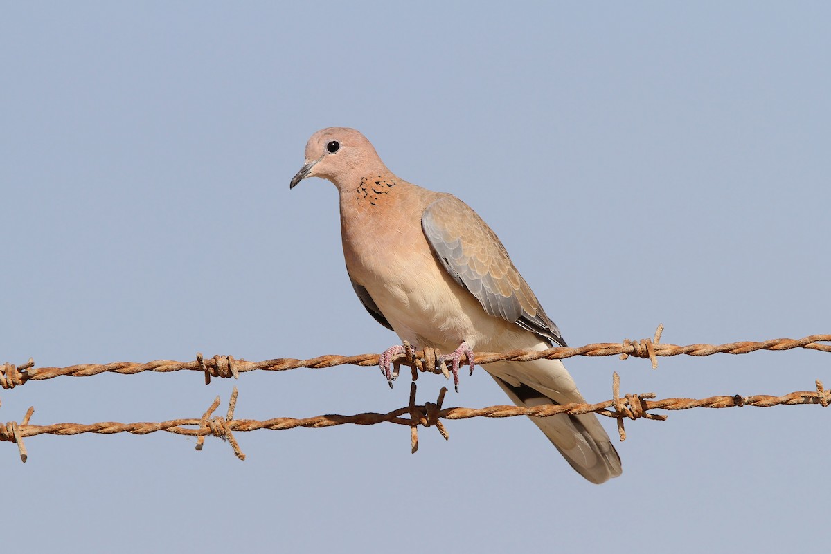 Laughing Dove - ML65046401