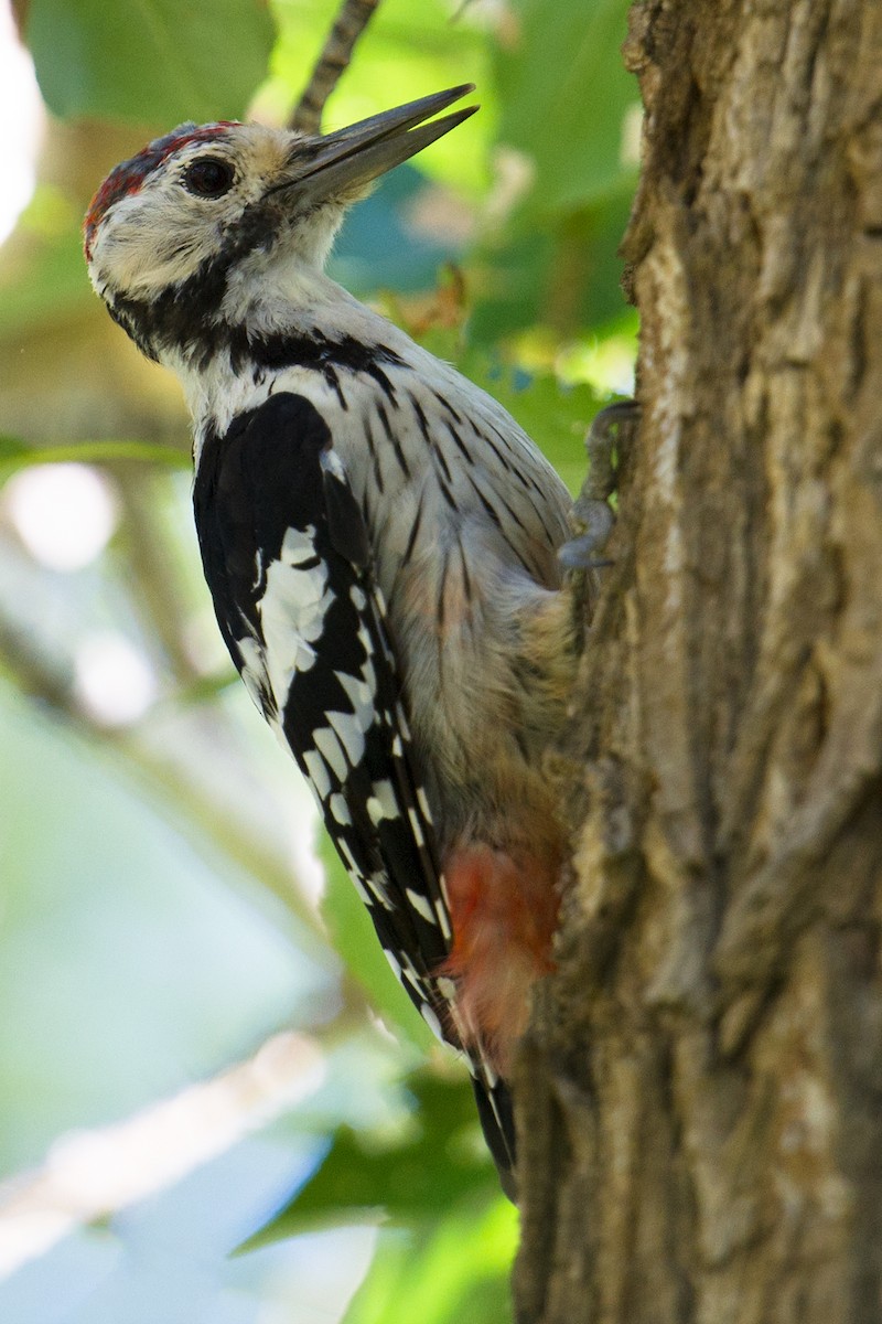 White-backed Woodpecker - ML65046771