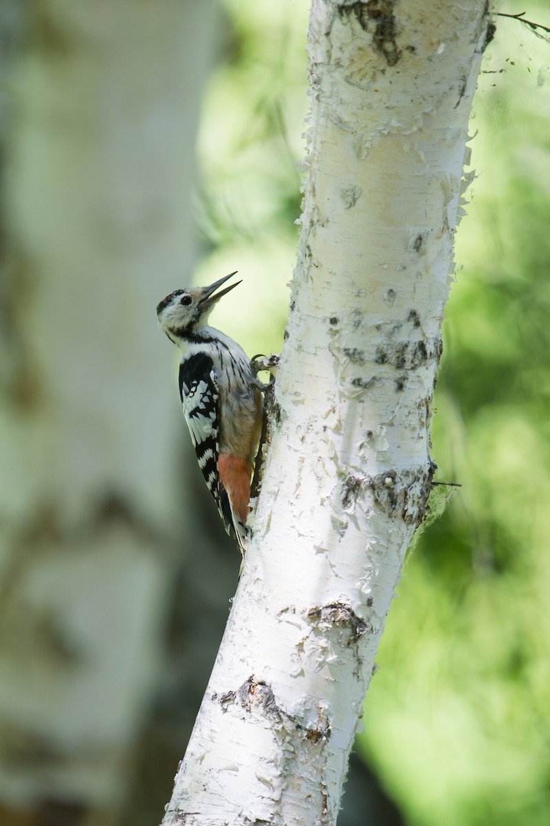 White-backed Woodpecker - Craig Brelsford