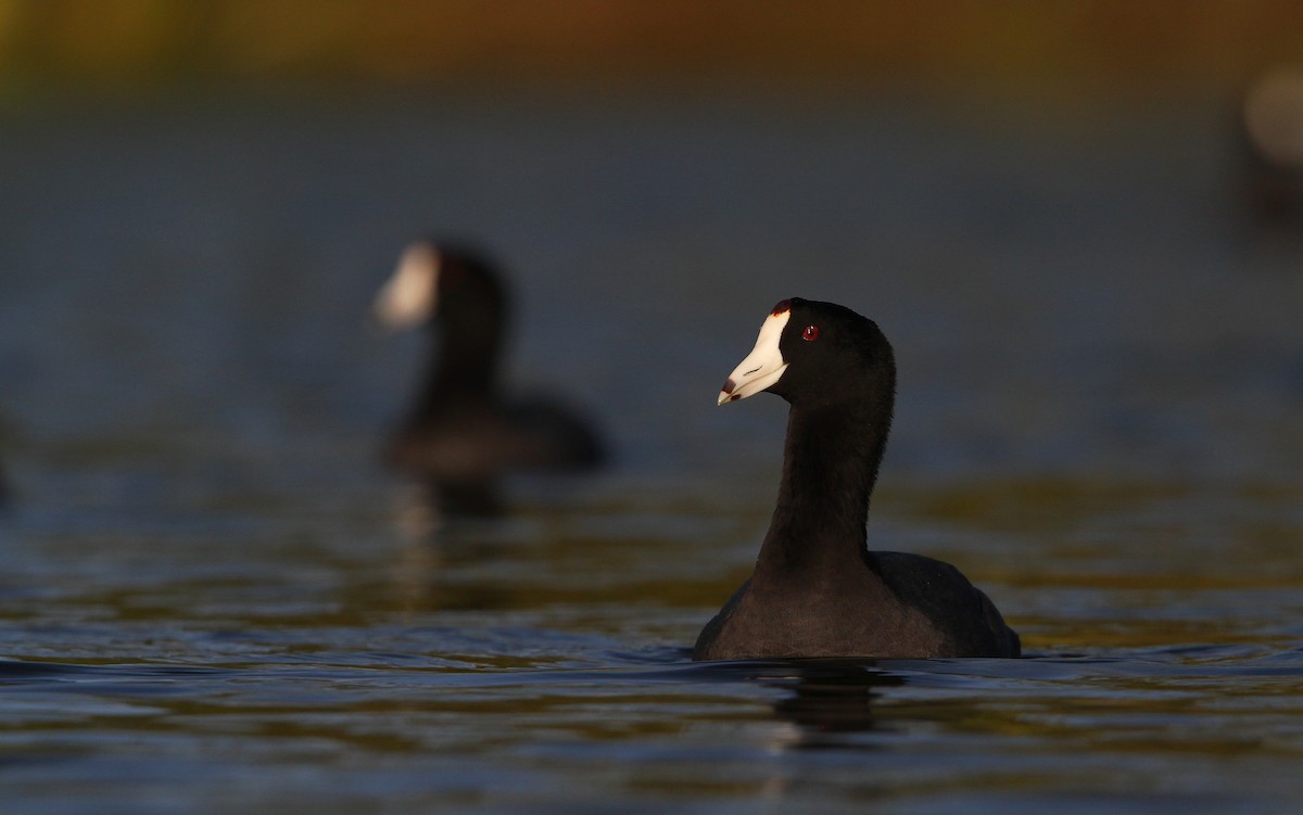 American Coot (Red-shielded) - ML65046911