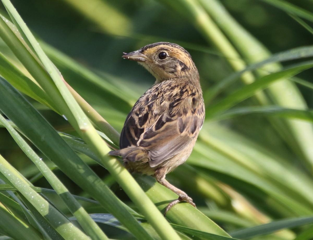 Saltmarsh Sparrow - Jeff Hullstrung