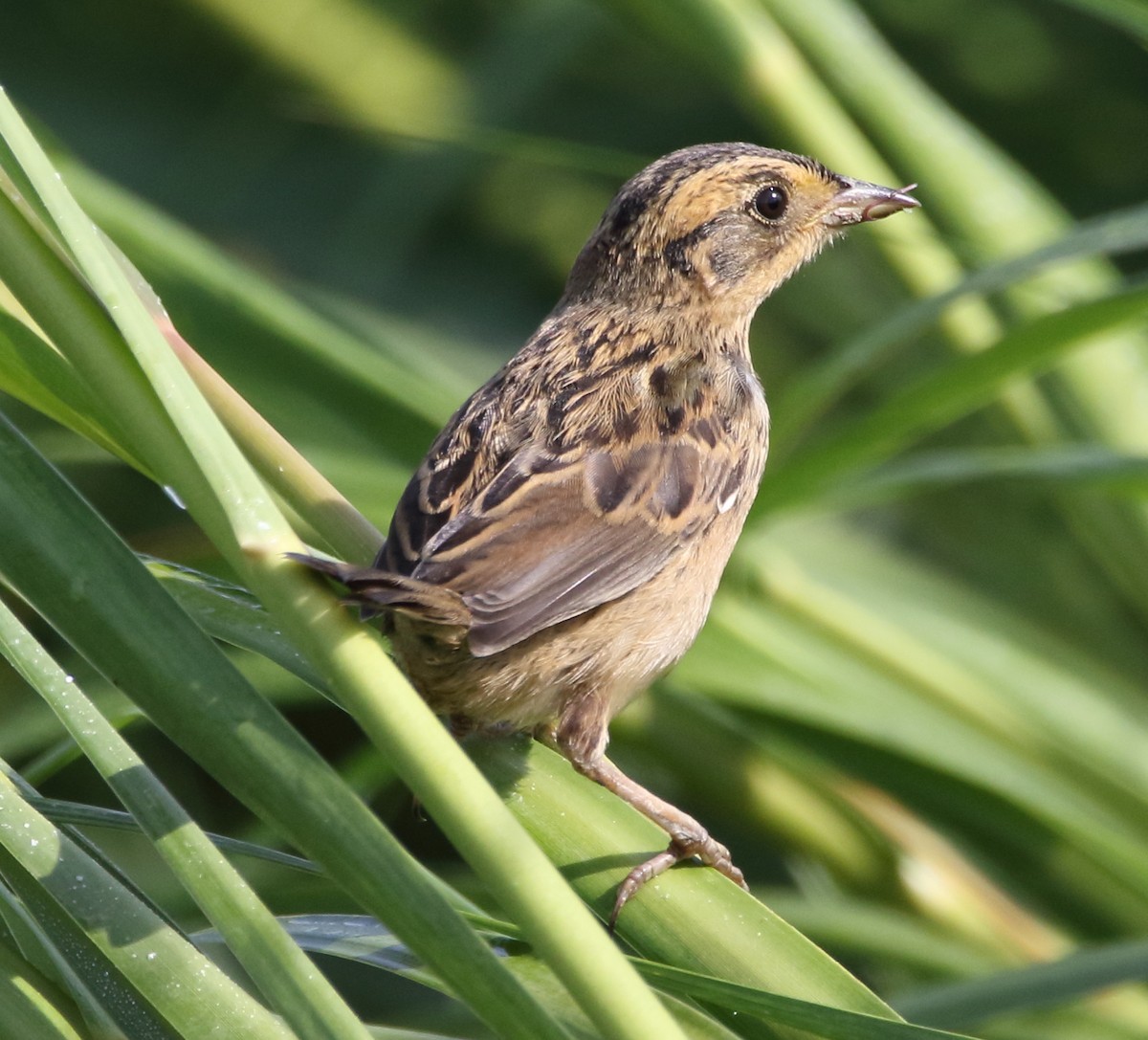Saltmarsh Sparrow - ML65048611