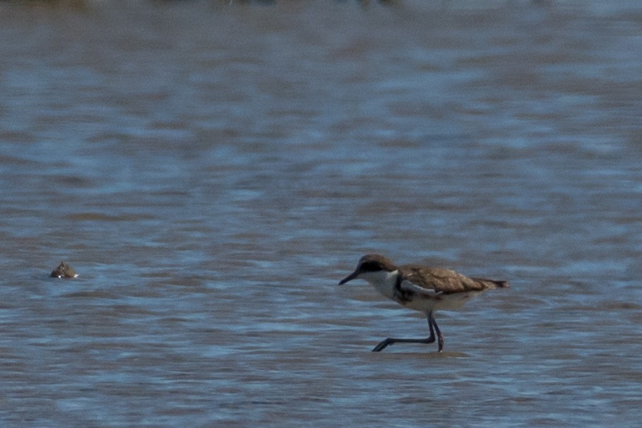 Red-kneed Dotterel - ML65049301