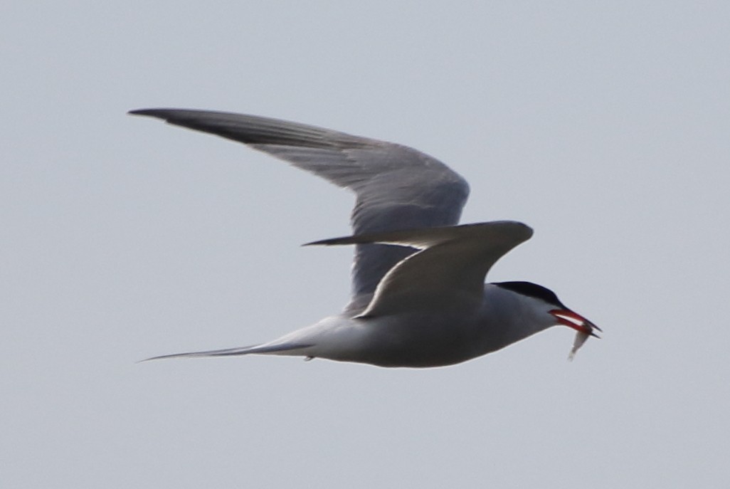 Common Tern - ML65049521