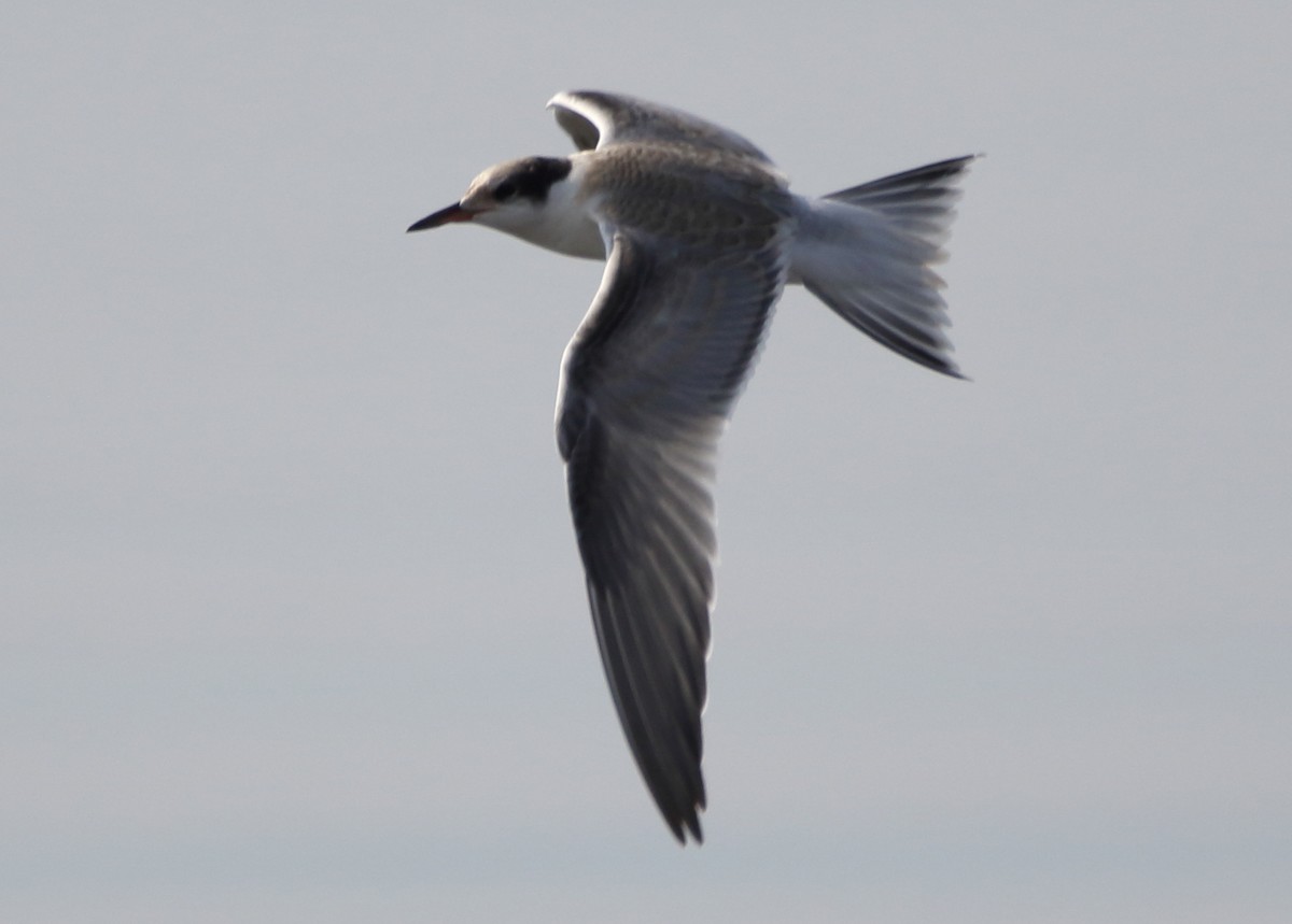 Common Tern - ML65049841