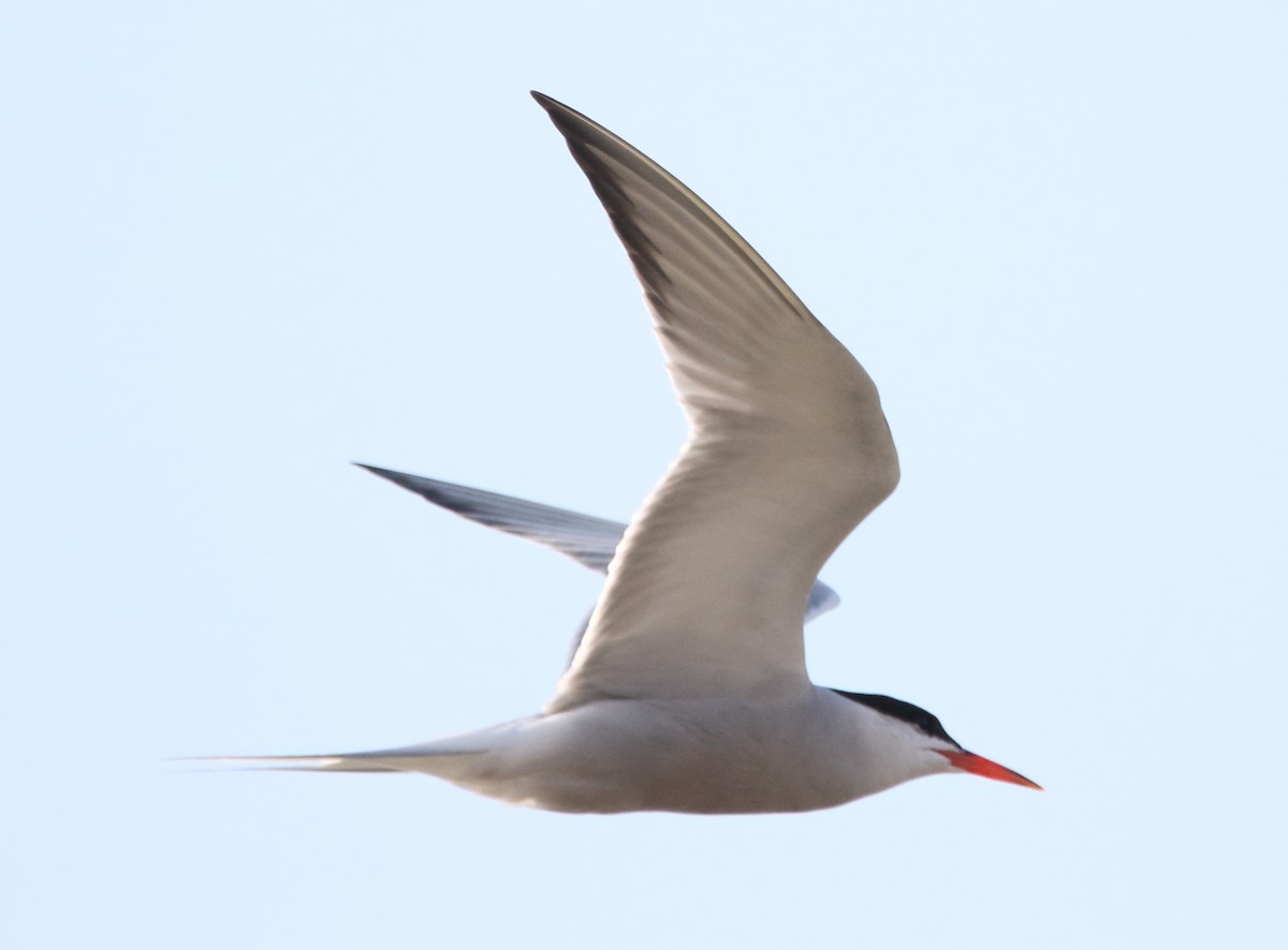 Common Tern - ML65049901