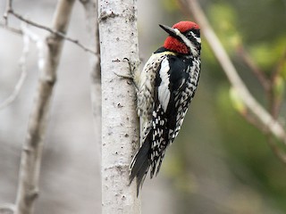 シルスイキツツキ - eBird