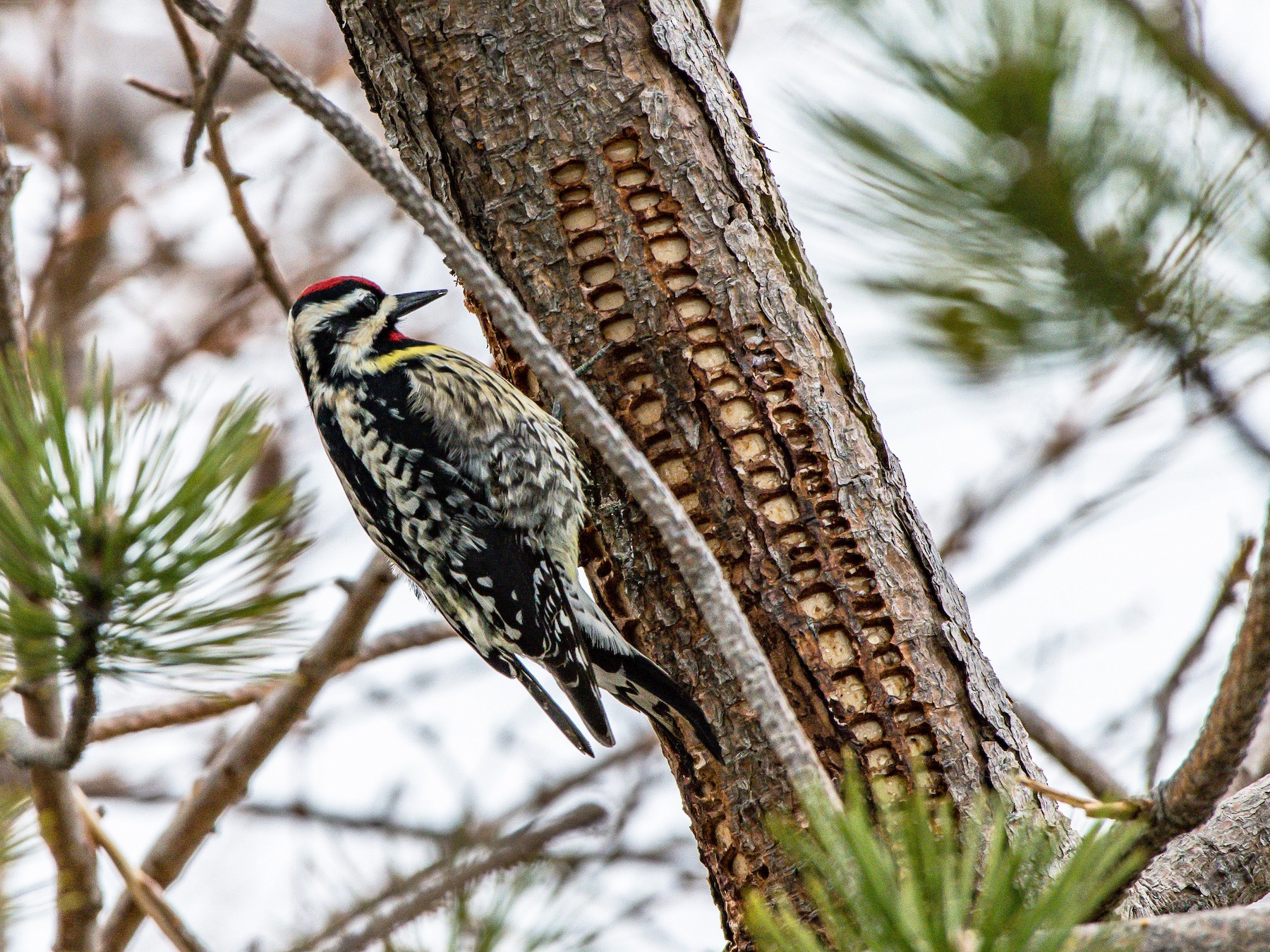 Желтобрюхий дятел-сокоед - eBird