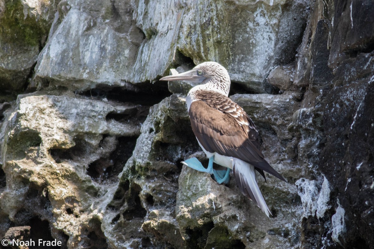 Blue-footed Booby - ML65052041