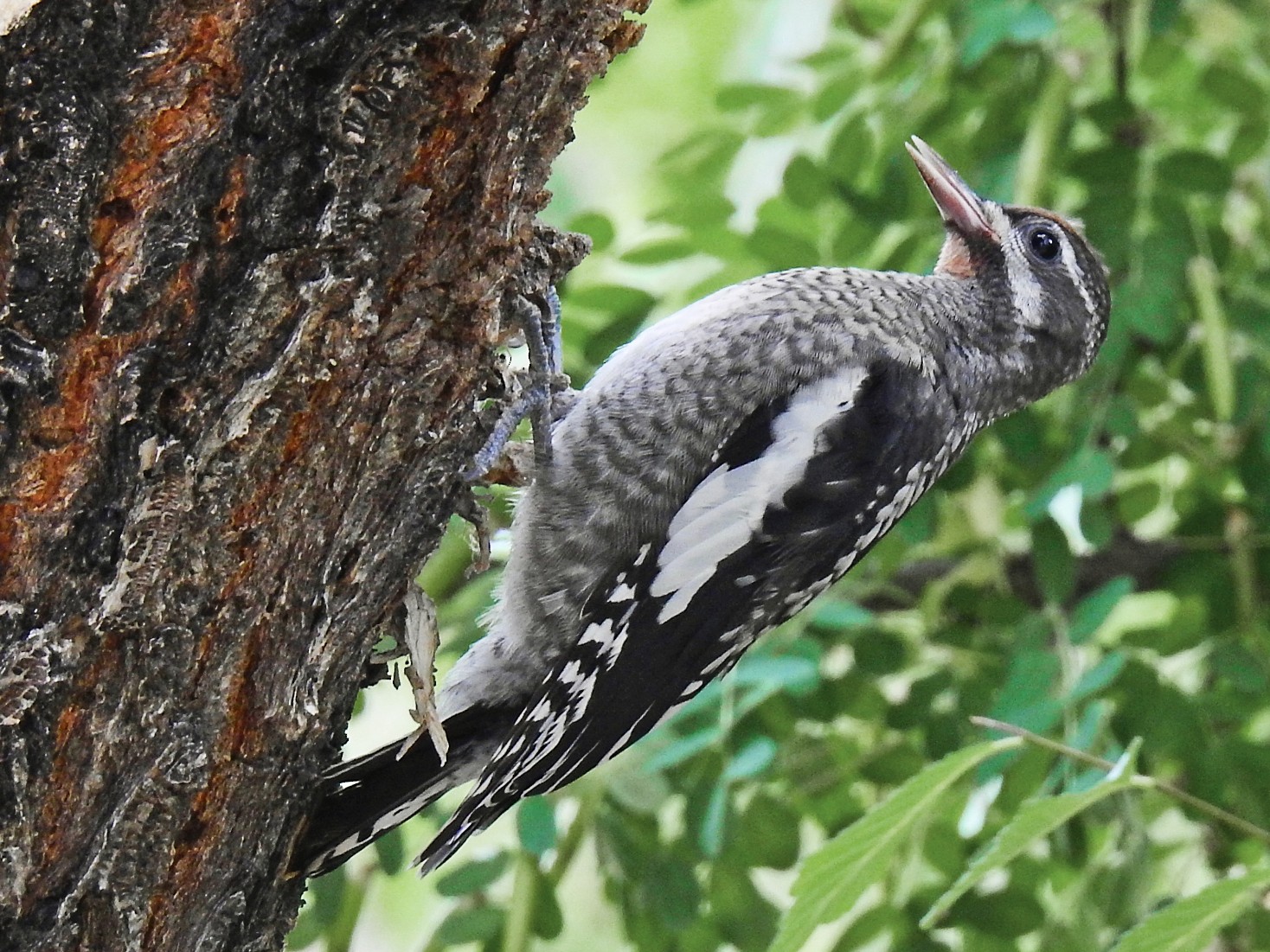 Red-naped Sapsucker - Bobby Dailey