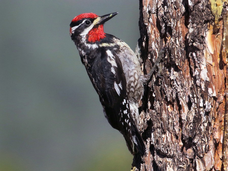 Red-naped Sapsucker - eBird