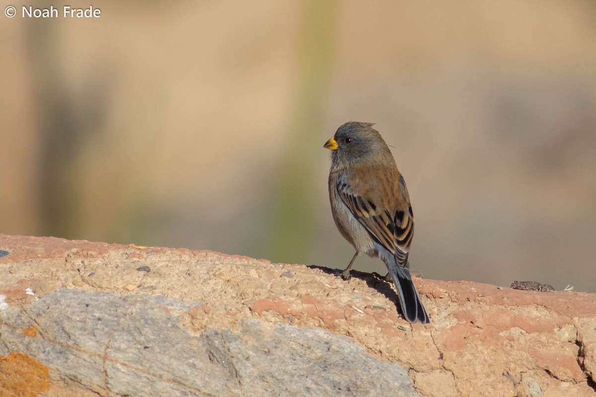 Band-tailed Seedeater - Noah Frade