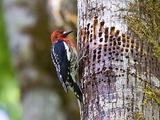 ムネアカシルスイキツツキ - eBird