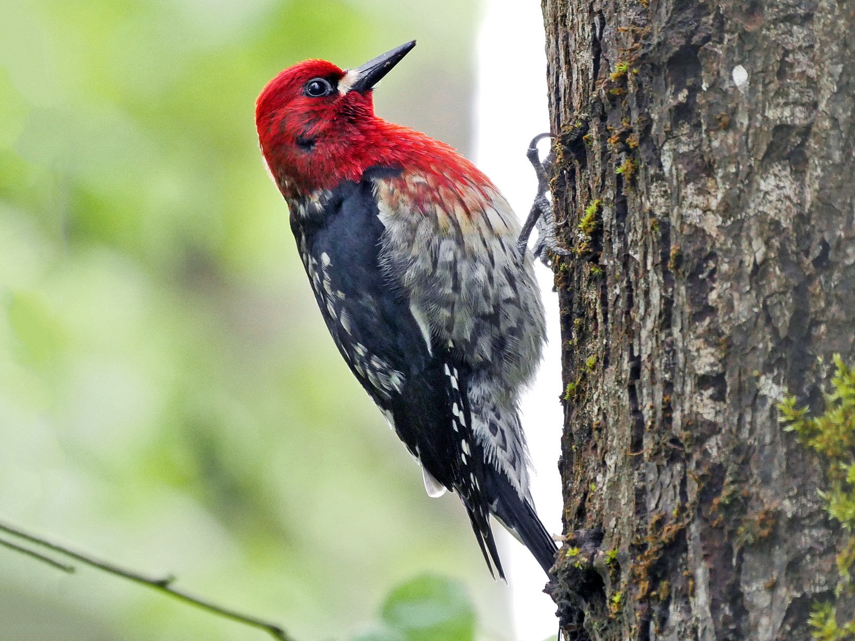 Red-breasted Sapsucker - Grace Oliver