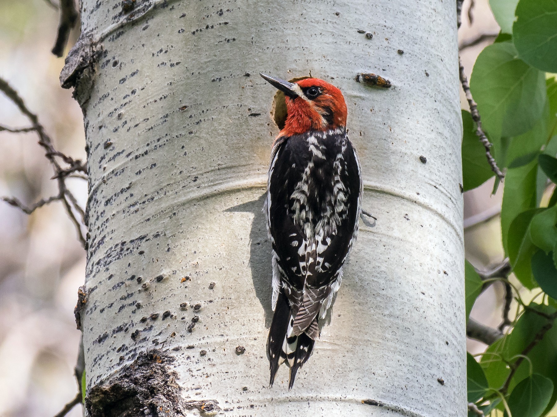 Red-breasted Sapsucker - Peter Hawrylyshyn