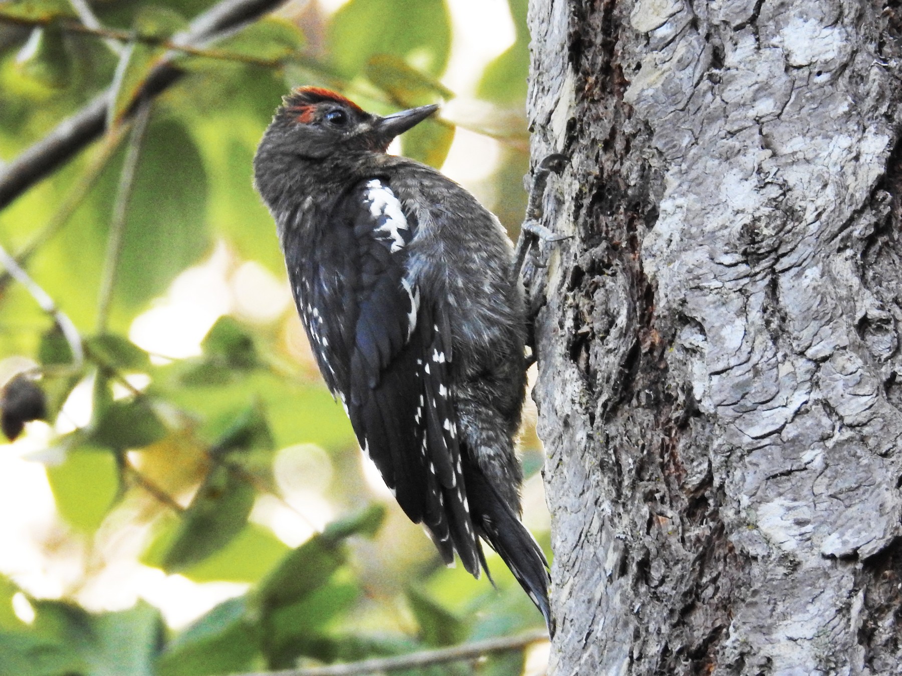 Red-breasted Sapsucker - Jody  Wells