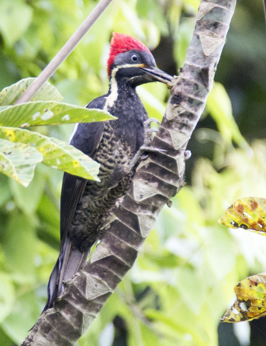 Lineated Woodpecker - MELISSA  SOVAY