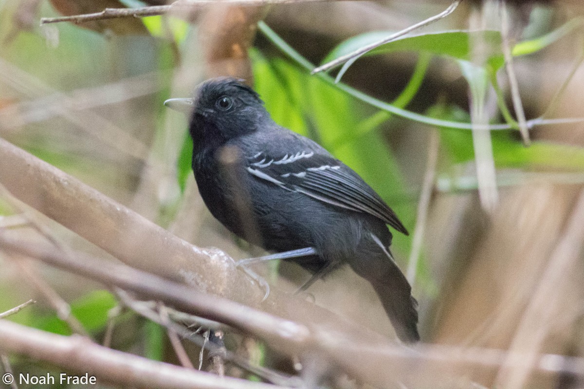 White-lined Antbird - ML65054321