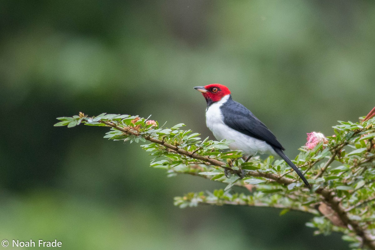 Red-capped Cardinal - ML65054431