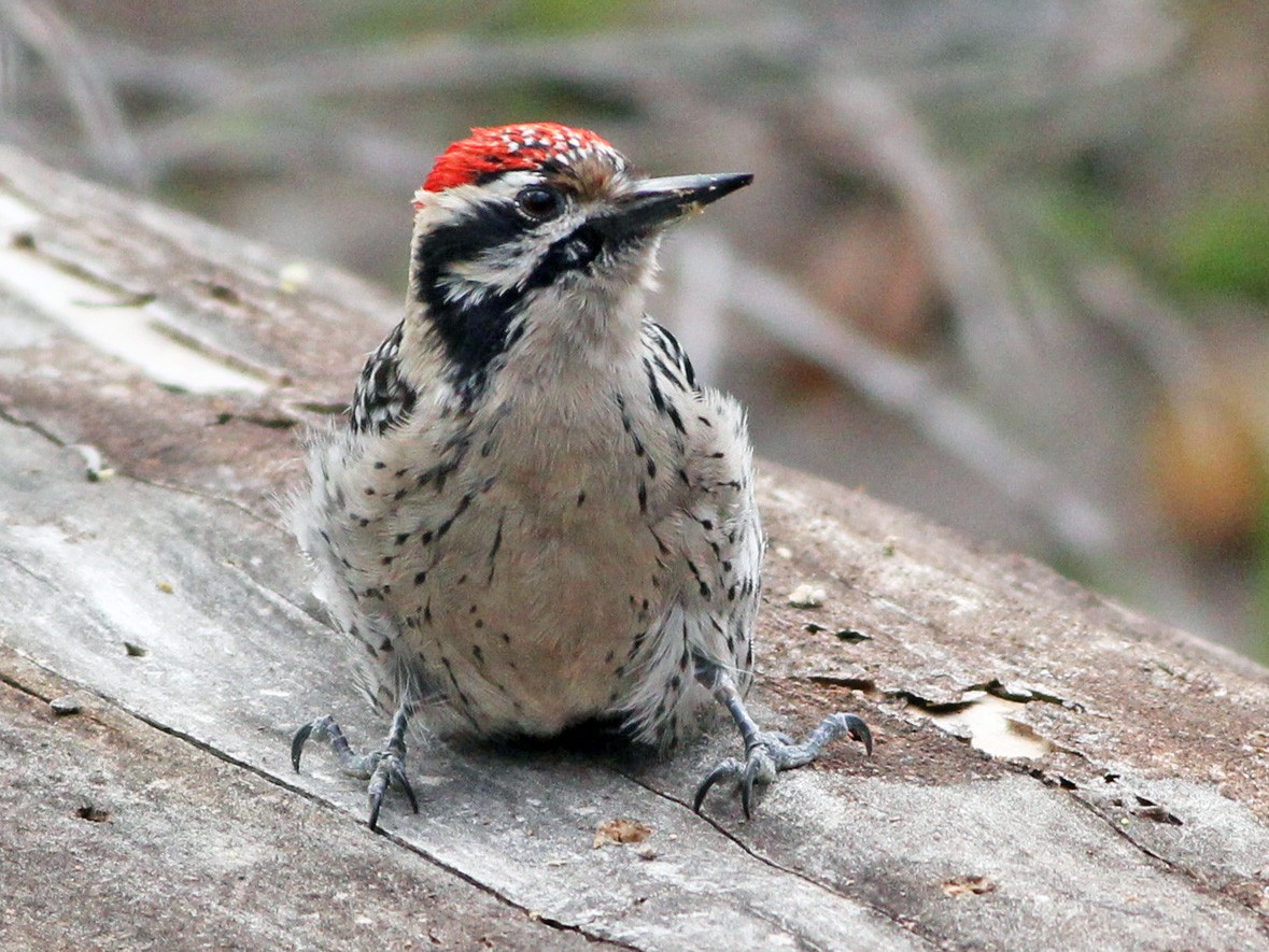 Ladderbacked Woodpecker eBird