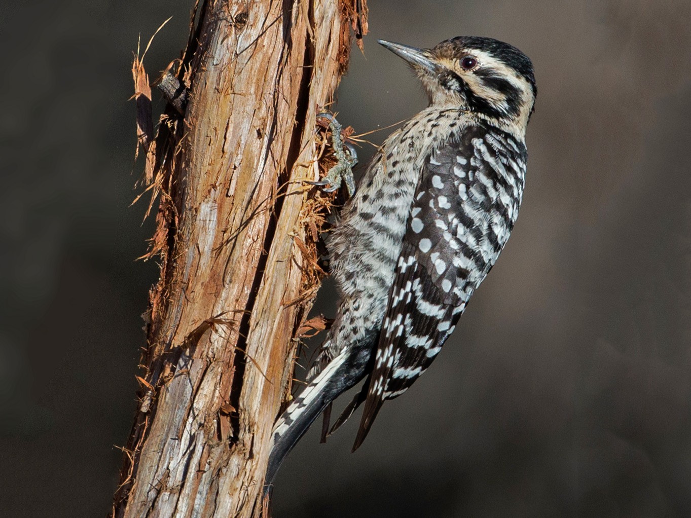 Ladder-backed Woodpecker - Eric Gofreed