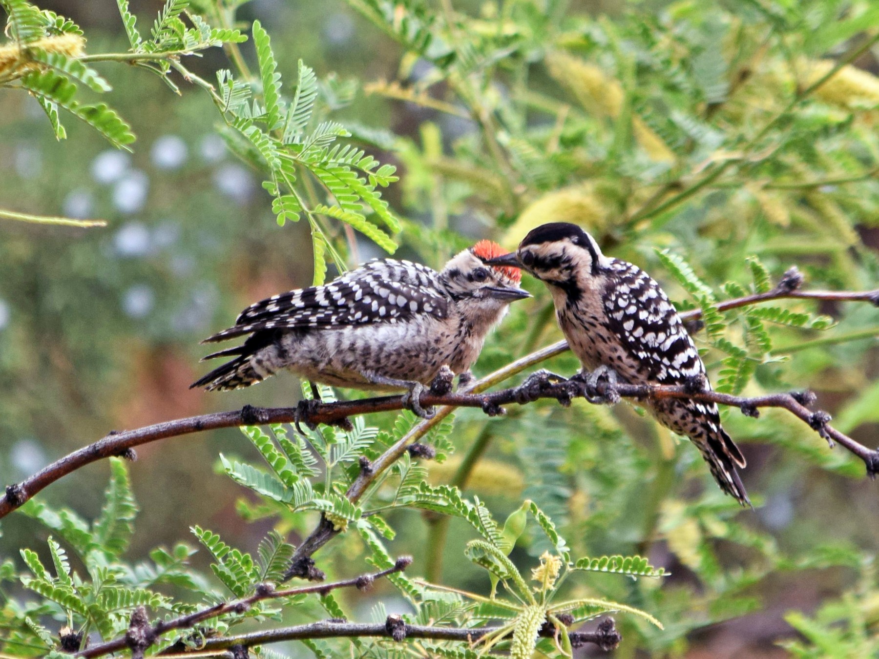 Ladder-backed Woodpecker - Raul Urgelles