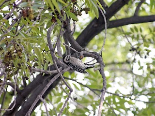 シマアカゲラ - eBird
