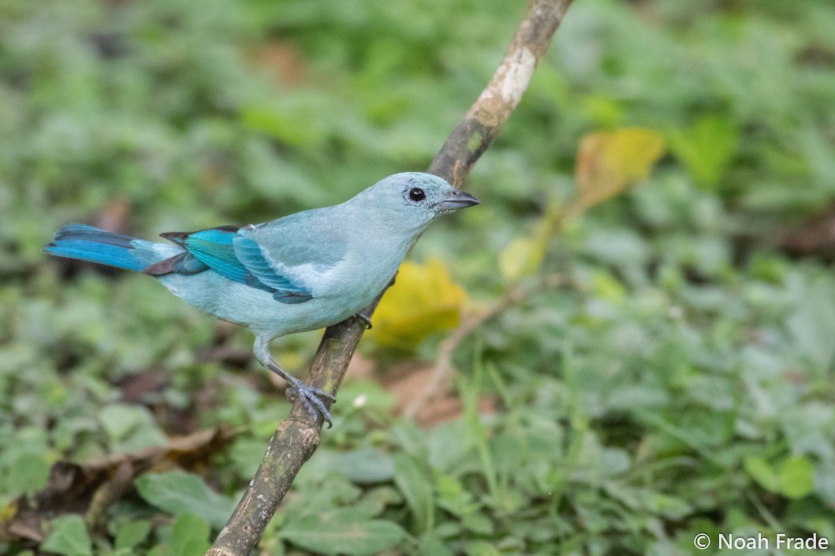 Blue-gray Tanager - ML65054711
