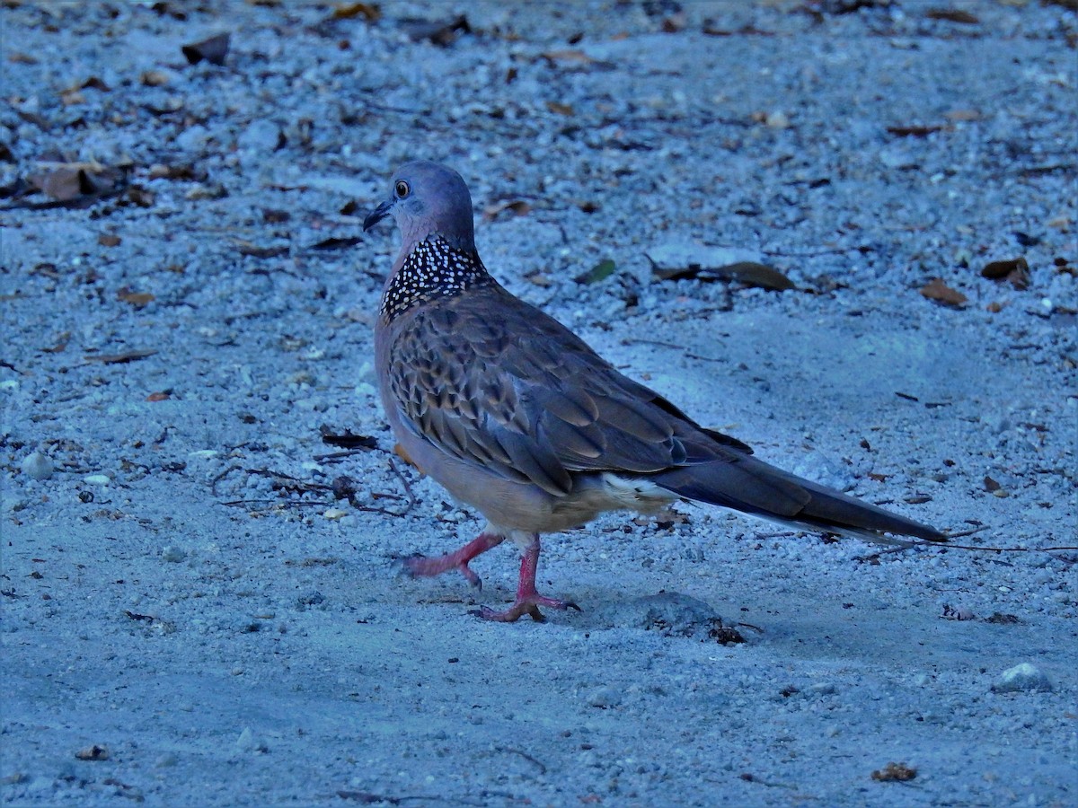 Spotted Dove - ML65056001