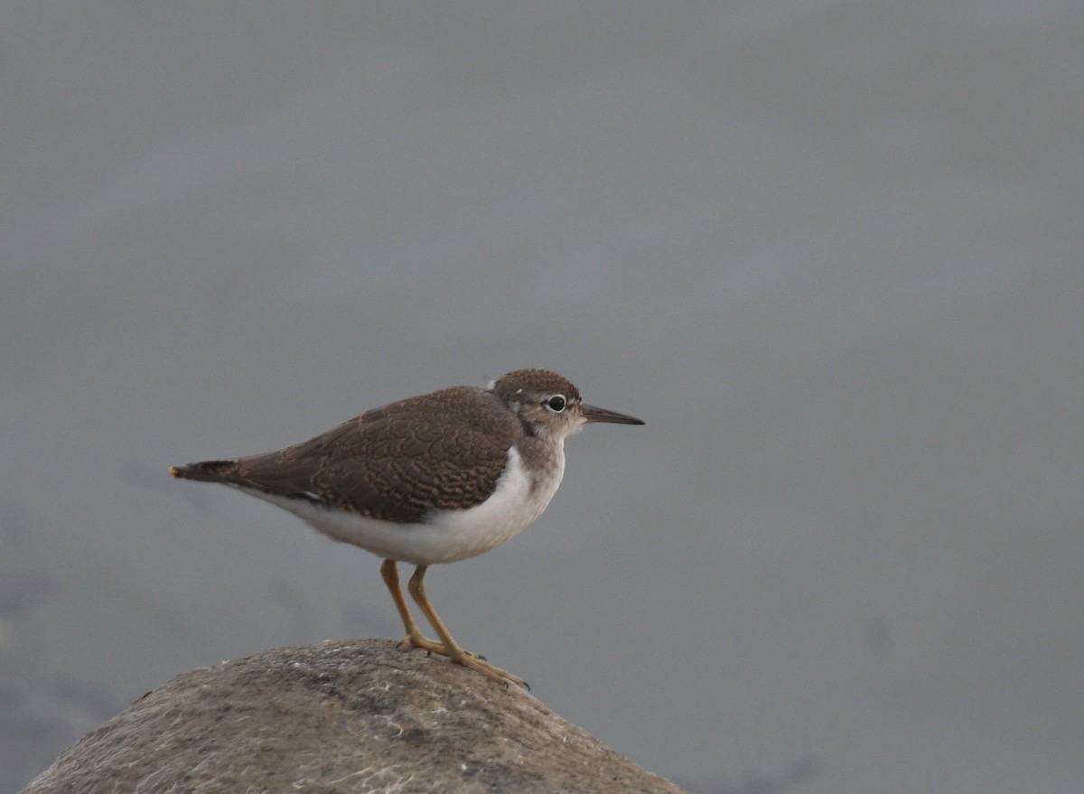 Spotted Sandpiper - Yves Dugré