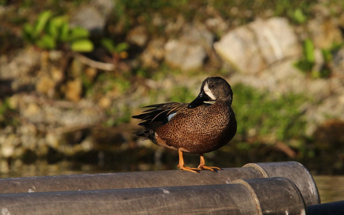 Blue-winged Teal - ML65056971