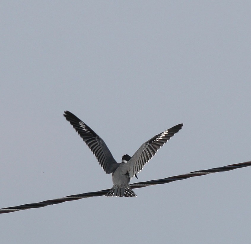 Belted Kingfisher - Yves Dugré
