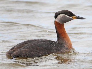  - Red-necked Grebe