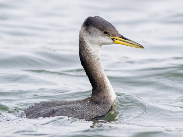 Nonbreeding adult/immature - Red-necked Grebe - 
