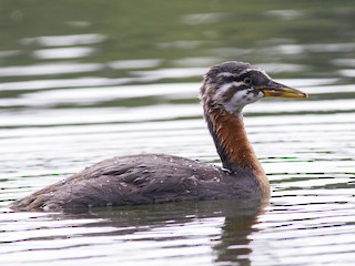 アカエリカイツブリ - eBird