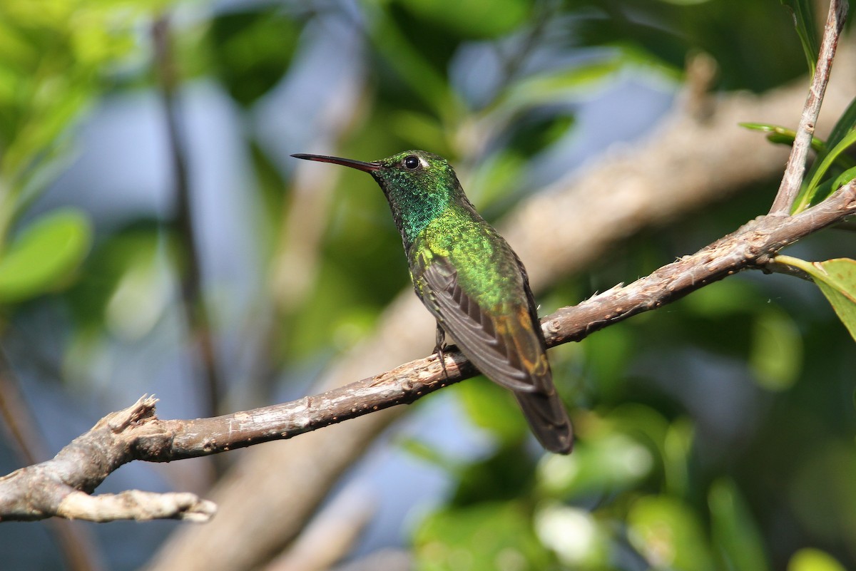 kolibřík kubánský - ML65057651