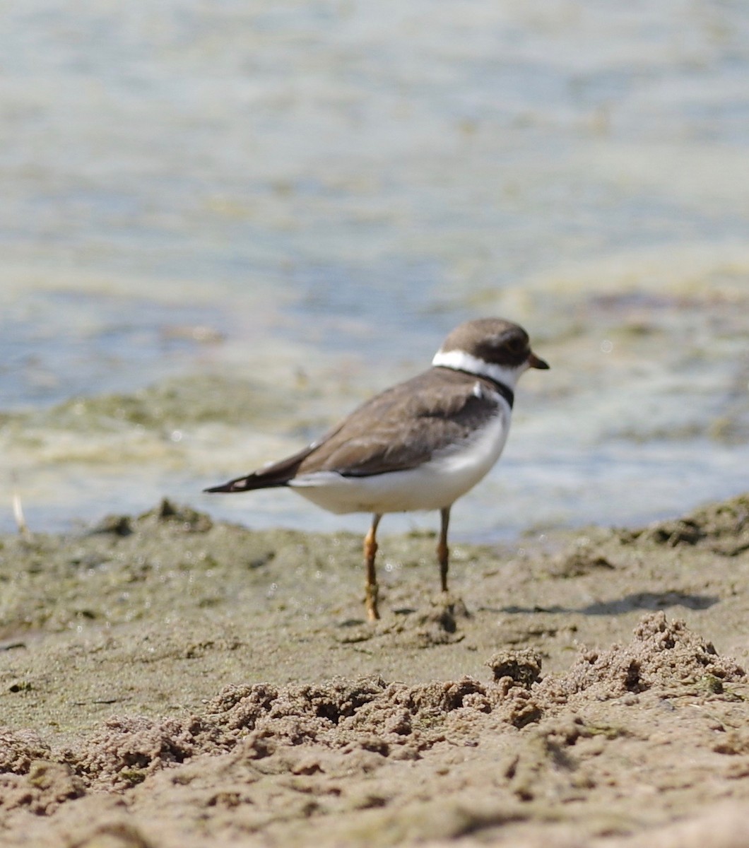 Semipalmated Plover - Bill Purcell