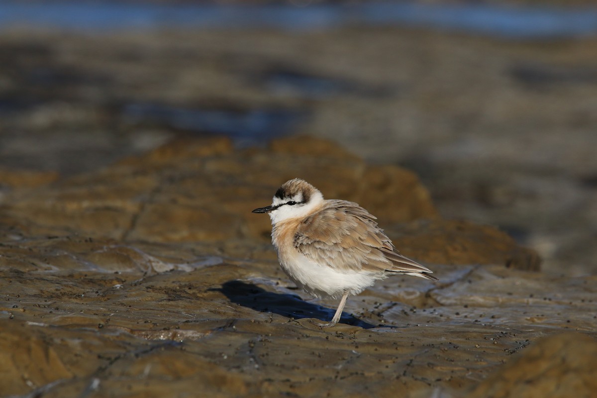 White-fronted Plover - ML65062121