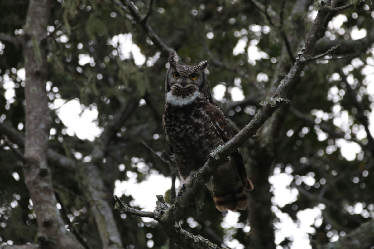 Spotted Eagle-Owl - Wigbert Vogeley