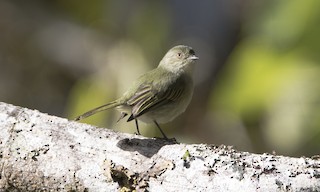  - Bolivian Tyrannulet