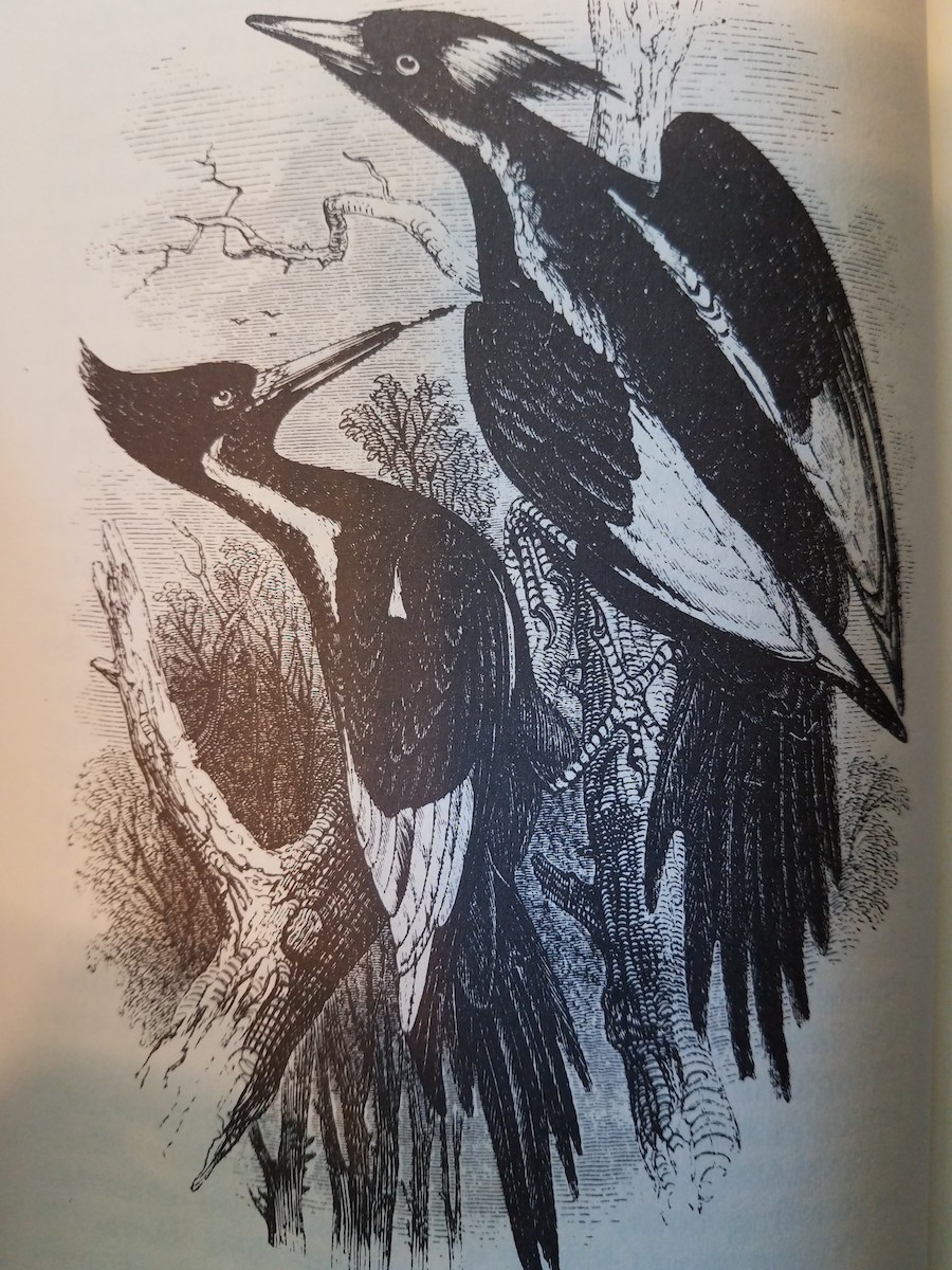 Ivory-billed Woodpecker - Phillip Henry Gosse
